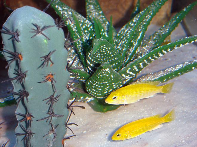 freshwater fish - labidochromis caeruleus - electric yellow cichlid stocking in 72 gallons tank - Labidochromis Caeruleus Electric Yellow Lake Malawi Mbuna Cichlids