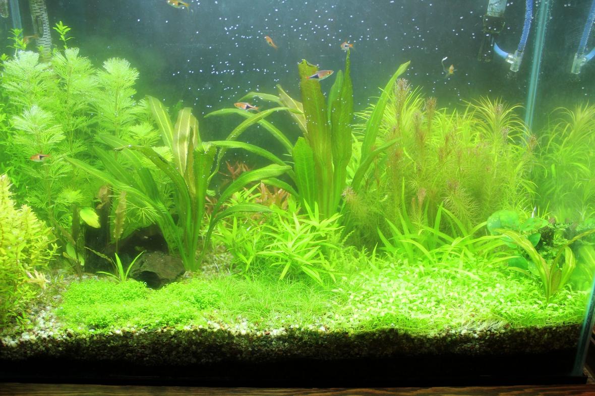 25 gallons planted tank (mostly live plants and fish) - 25 Gallon Planted
