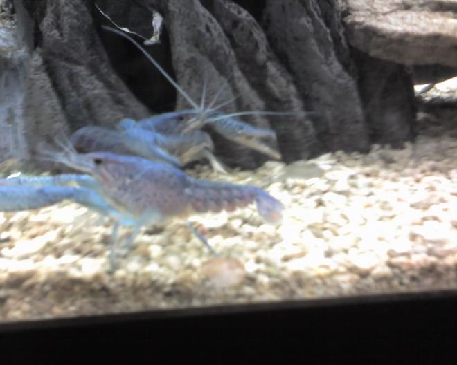 corals inverts - procambarus alleni - electric blue crayfish stocking in 5 gallons tank - elacric blue crawfish