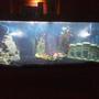 75 gallons freshwater fish tank (mostly fish and non-living decorations) - full view of my tank at night with the light on also u can see i think 2 parrot fish to the left