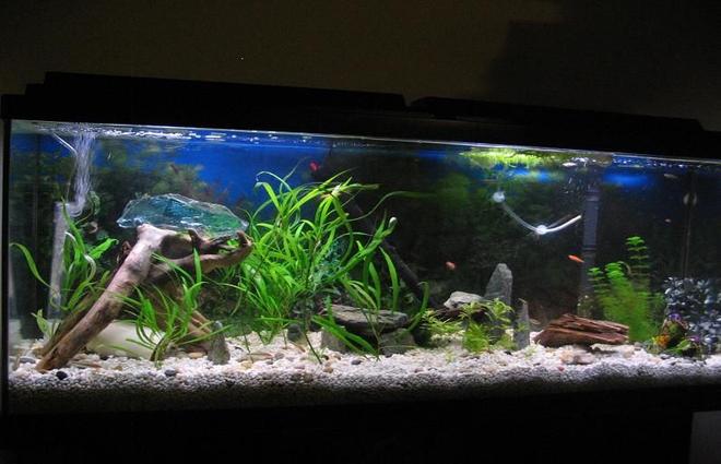 55 gallons freshwater fish tank (mostly fish and non-living decorations) - updated with all 25 fish