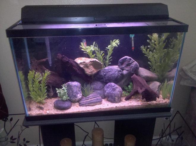 29 gallons freshwater fish tank (mostly fish and non-living decorations) - 29 Gal FW tank.