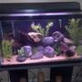 29 gallons freshwater fish tank (mostly fish and non-living decorations) - 29 Gal FW tank.