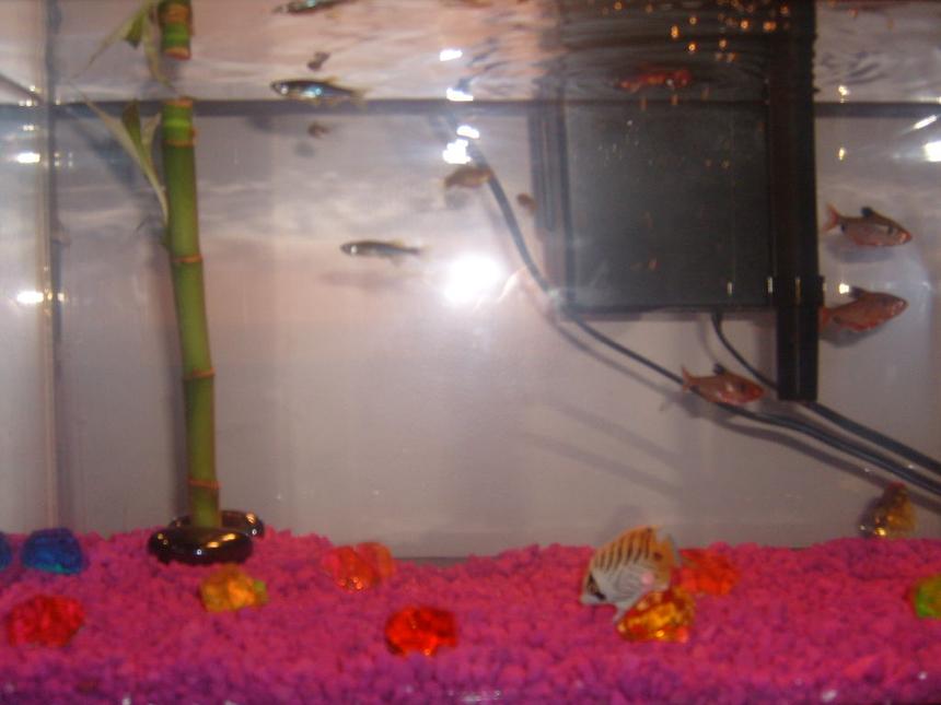 Rated #386: 5 Gallons Freshwater Fish Tank - my newest tank, invest about 50 dollors so far.