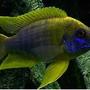 freshwater fish - aulonocara mamelela - lemon jake stocking in 54 gallons tank - Lemon Jake