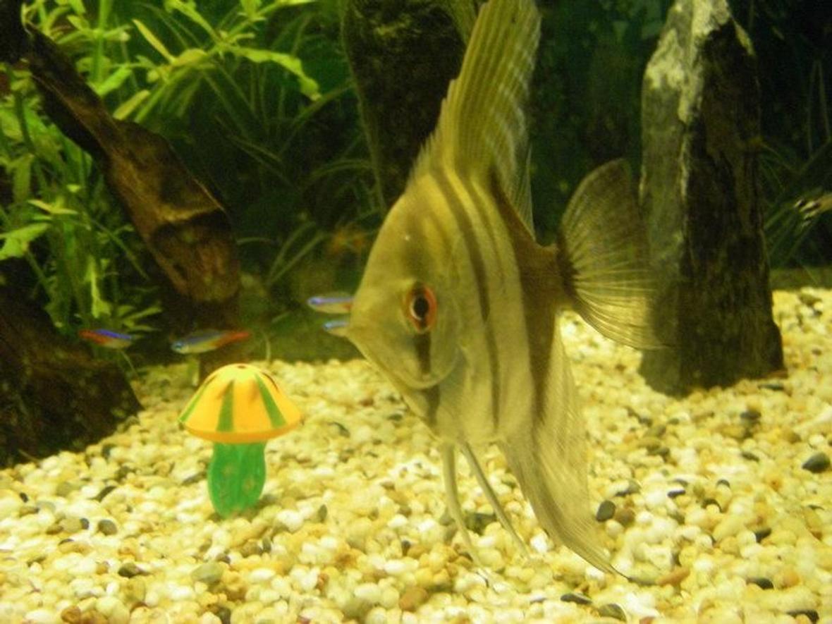 freshwater fish - pterophyllum scalare - half black angelfish stocking in 40 gallons tank - Wild, halfback angel fish