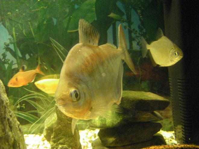 freshwater fish - metynnis argenteus - silver dollar stocking in 40 gallons tank - My 2 silver dollars. The big one is 6 years old and come with the tank when I brought it. The little guy I brought so grandpa could have a freind. The little guy follows grandpa around everywhere.