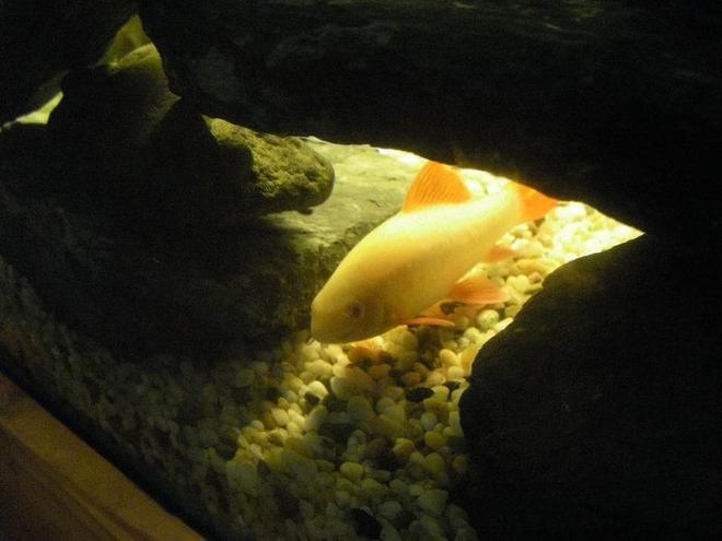 freshwater fish - epalzeorhynchos frenatus - albino rainbow shark stocking in 40 gallons tank - Albino rainbow shark in his cave.
