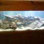 55 gallons freshwater fish tank (mostly fish and non-living decorations) - Fish Tank