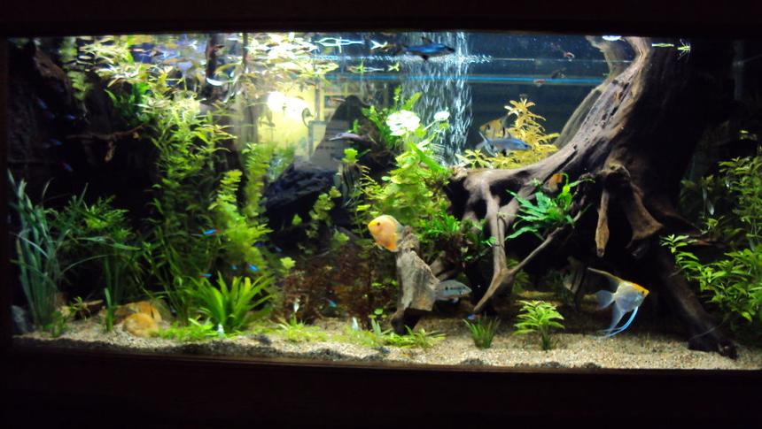Rated #12: 200 Gallons Planted Tank - 200 gal. community tank.  Fully planted low light setup.