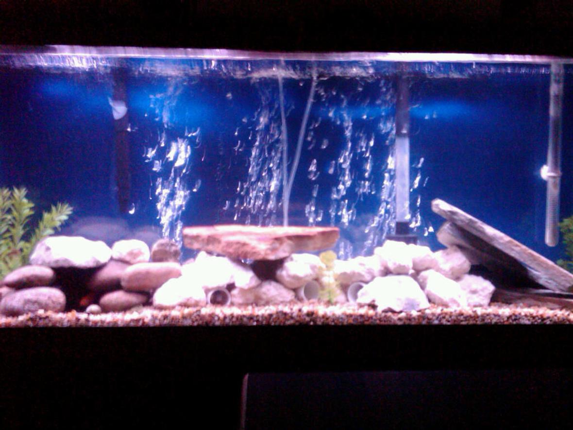 55 gallons freshwater fish tank (mostly fish and non-living decorations) - 55gal blue background, gravel and rocks (limerock, riverstones, and some flat rocks) jack dempseys, pike, red parrot, firemouth, and a red tailed shark, and pleco
