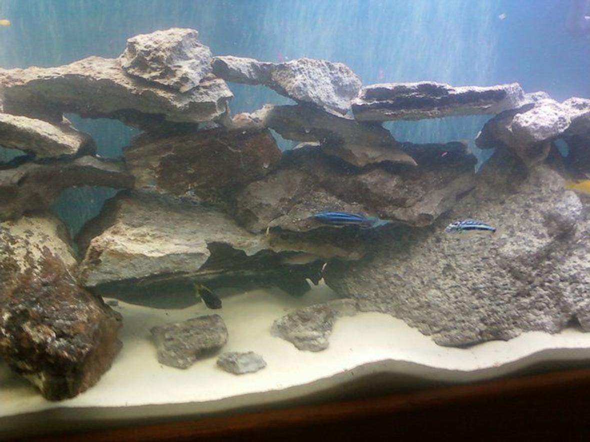 55 gallons freshwater fish tank (mostly fish and non-living decorations) - Up close image