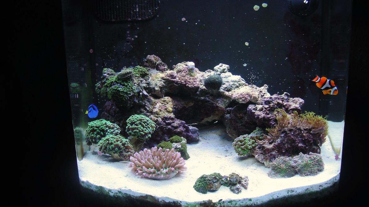 12 gallons reef tank (mostly live coral and fish) - 12 gallon nano dx