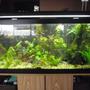 75 gallons planted tank (mostly live plants and fish) - full tank with different layout, trying stuff out ;)