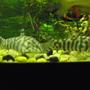 freshwater fish - botia lohachata - lohachata botia loach stocking in 75 gallons tank - yoyo's