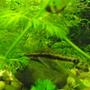 fish tank picture - An Oto