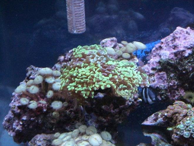 corals inverts - euphyllia paranchora - hammer / anchor coral, branching stocking in 55 gallons tank - ...