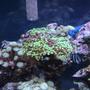 corals inverts - euphyllia paranchora - hammer / anchor coral, branching stocking in 55 gallons tank - ...