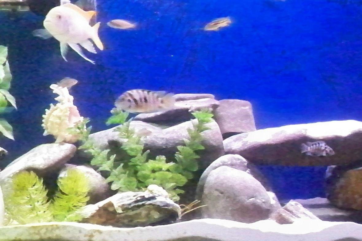 freshwater fish - archocentrus nigrofasciatus - black convict cichlid stocking in 55 gallons tank - 55 gallon