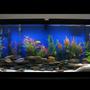 75 gallons freshwater fish tank (mostly fish and non-living decorations) - 55 Gallon Assorted Cichlids