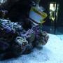 saltwater fish - chelmon rostratus - copperband butterflyfish stocking in 60 gallons tank - Copperband butterfly fish