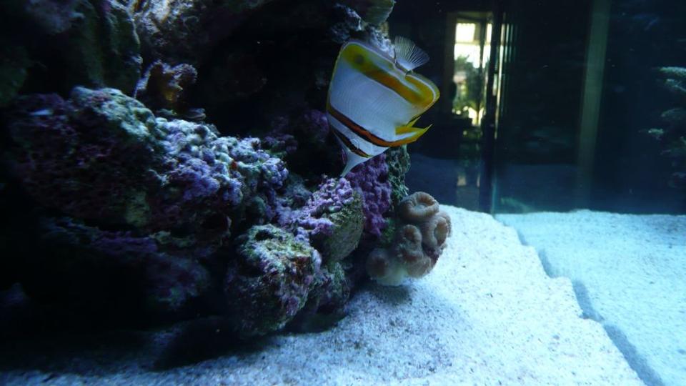 saltwater fish - chelmon rostratus - copperband butterflyfish stocking in 60 gallons tank - Copperband butterfly fish