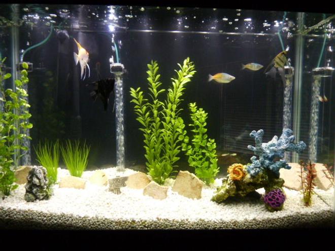 45 gallons freshwater fish tank (mostly fish and non-living decorations) - 45 Gallon Community Tank:
3 Angelfish
2 Boesemani Rainbows
1 Firemouth Cichlid
5 Rummy nose tetras
1 Sailfin Pleco