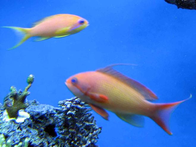 saltwater fish - pseudanthias squamipinnis - lyretail anthias stocking in 120 gallons tank - male and female lyre-tail Anthia