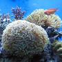 corals inverts - euphyllia paradivisa - frogspawn coral stocking in 120 gallons tank - Torch and Frogspawn