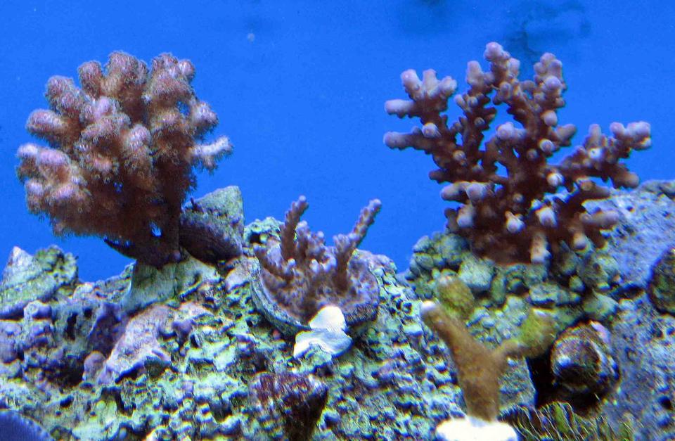 corals inverts - montipora digitata - montipora digitata, purple stocking in 120 gallons tank - poccilipora, acro's , and monti digitata