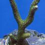 corals inverts - acropora yongei - bali green slimer stocking in 120 gallons tank - Green slimer
