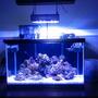 10 gallons reef tank (mostly live coral and fish) - sorry about the crappy pic, I took it with my phone until I get my camera back from my brother. just wanted to get something up
