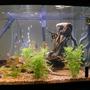 fish tank picture - 75 gallon amazonia. Right side closer view.