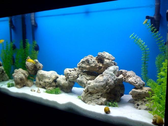 50 gallons freshwater fish tank (mostly fish and non-living decorations) - 50 gallon, fluval 305, 200 watt heater, lime stone rock, silica sand and fake plants