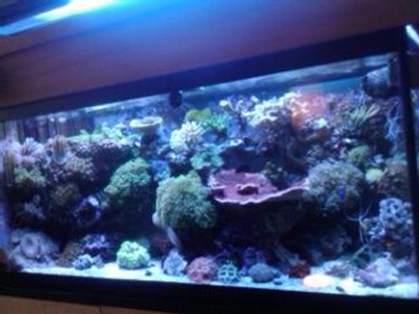 Rated #58: 75 Gallons Reef Tank - Front View