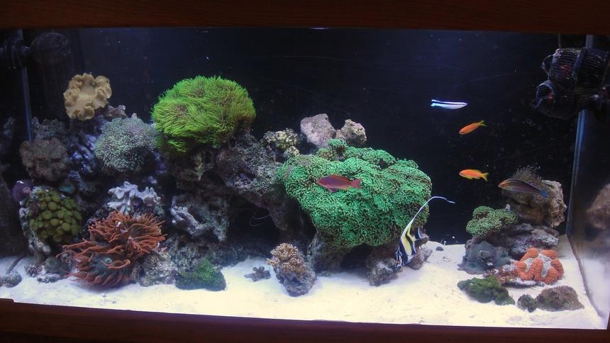 Rated #53: 90 Gallons Reef Tank - 2010 reef