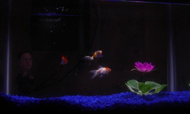 10 gallons freshwater fish tank (mostly fish and non-living decorations) - Goldfish tank!