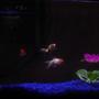 10 gallons freshwater fish tank (mostly fish and non-living decorations) - Goldfish tank!