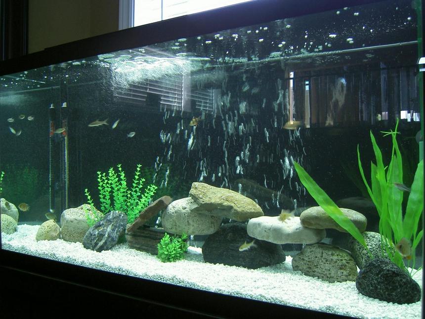 Rated #142: 90 Gallons Freshwater Fish Tank - My 90 Gal Freshwater Tank
