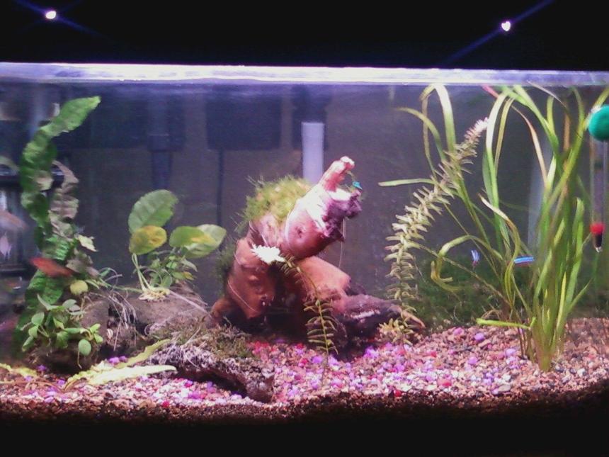 Rated #197: 10 Gallons Planted Tank - my ten gallon tank anubias nana and broadleaf, christmas java and flame moss, crypts and java fern