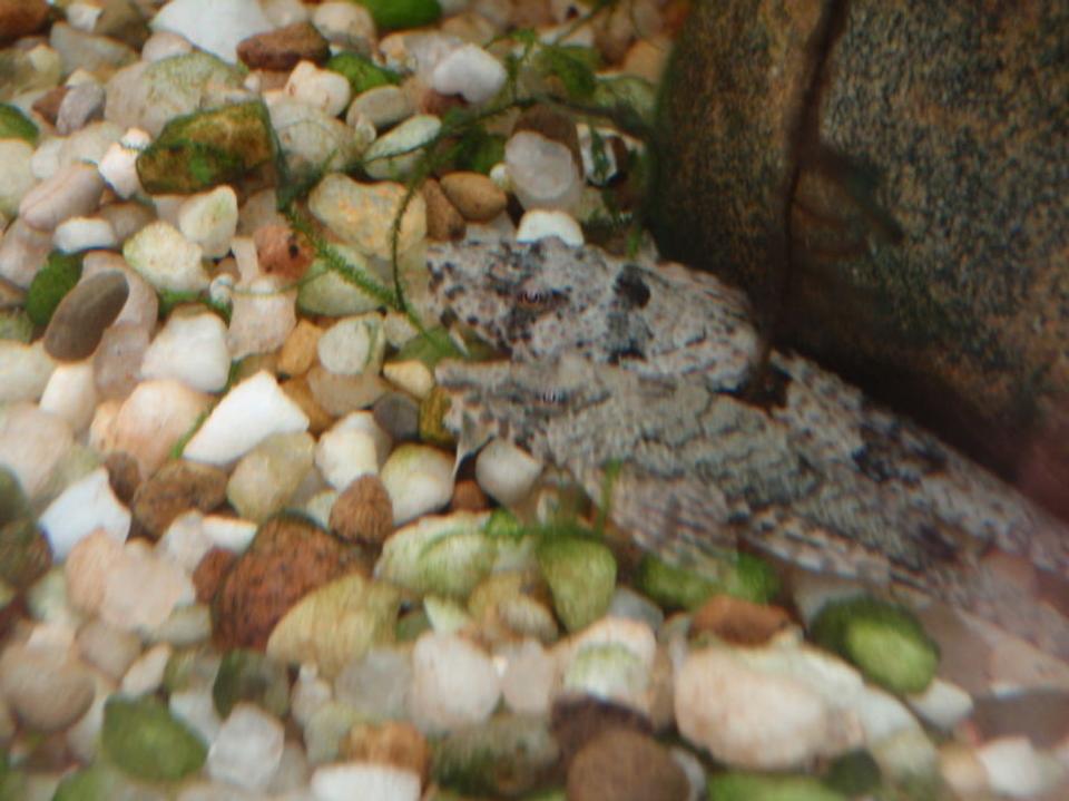 freshwater fish - rineloricaria parva - common whiptail catfish stocking in 75 gallons tank - the whiptails