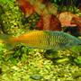 freshwater fish - melanotaenia boesemani - boesemani rainbow stocking in 75 gallons tank - Boesmani rainbows