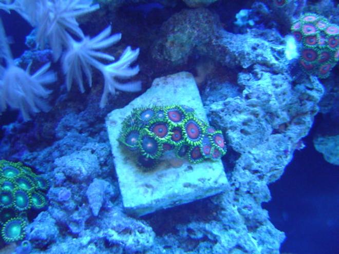 corals inverts - watermelon zoas stocking in 55 gallons tank - Whammin watermelon Zoas and Green Bay Packer Zoas.