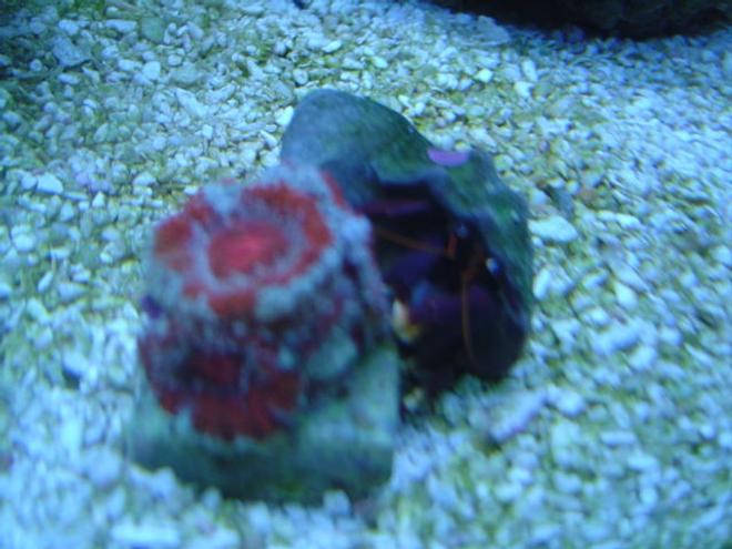 corals inverts - acanthastrea lordhowensis - aussie lord stocking in 55 gallons tank - Acan