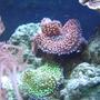 corals inverts - ricordea florida - ricordea mushroom stocking in 55 gallons tank - Tri-color Florida Ric,Neon Green Florida Ric.