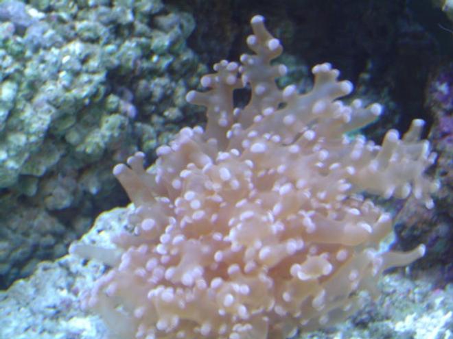 corals inverts - euphyllia paradivisa - frogspawn coral stocking in 55 gallons tank - Frogspawn.
