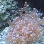 corals inverts - euphyllia paradivisa - frogspawn coral stocking in 55 gallons tank - Frogspawn.