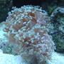 corals inverts - euphyllia paranchora - hammer / anchor coral, branching stocking in 55 gallons tank - Hammer Coral.