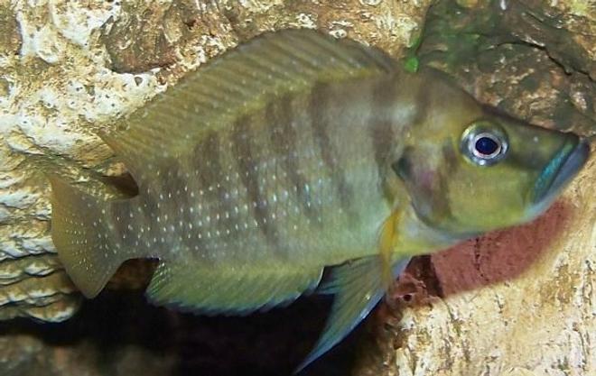 freshwater fish - altolamprologus calvus - calvus cichlid stocking in 54 gallons tank - Gold Face