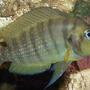 freshwater fish - altolamprologus calvus - calvus cichlid stocking in 54 gallons tank - Gold Face